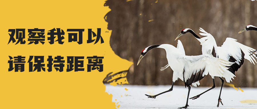 世界动物日保护动物公益爱心首图.png