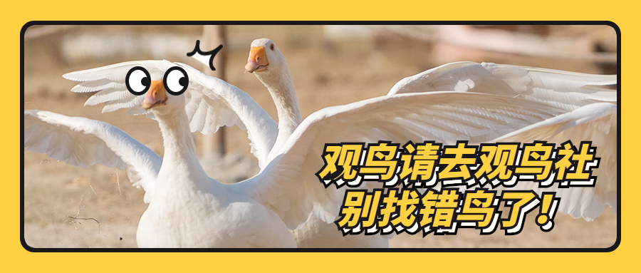 凡尔赛文学震惊动物趣味公众号首图 (1).png